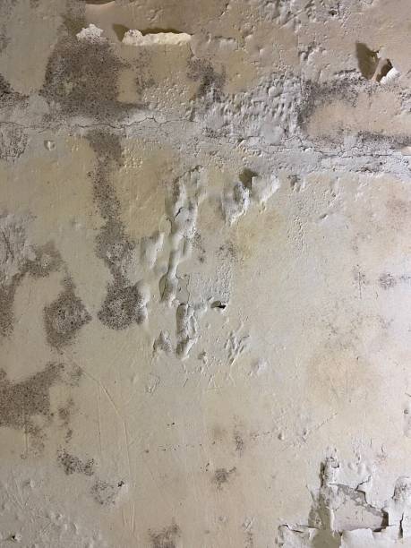 Best Residential Mold Removal  in Mount Pleasant, PA