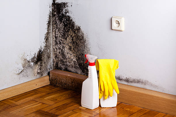 Office Mold Removal Services in Mount Pleasant, PA