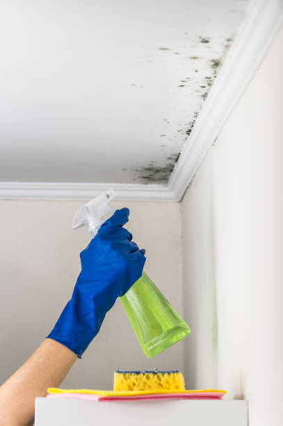 Best Mold Cleaning Services  in Mount Pleasant, PA